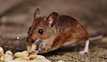 cricket-control Experts in S Sioux City